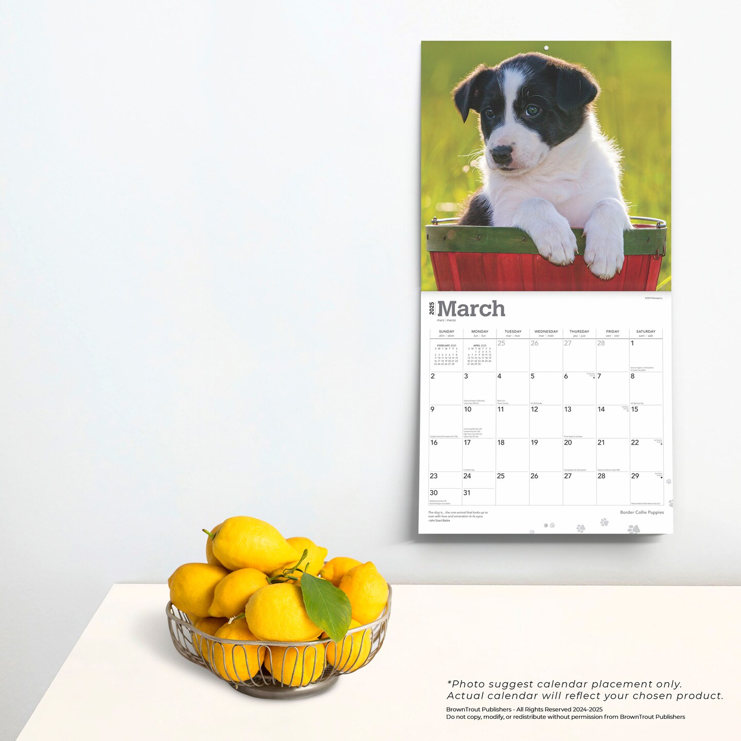 Border Collie Puppies | 2025 12 x 24 Inch Monthly Square Wall Calendar | Plastic-Free | BrownTrout | Animals Dog Breeds Collie Puppy