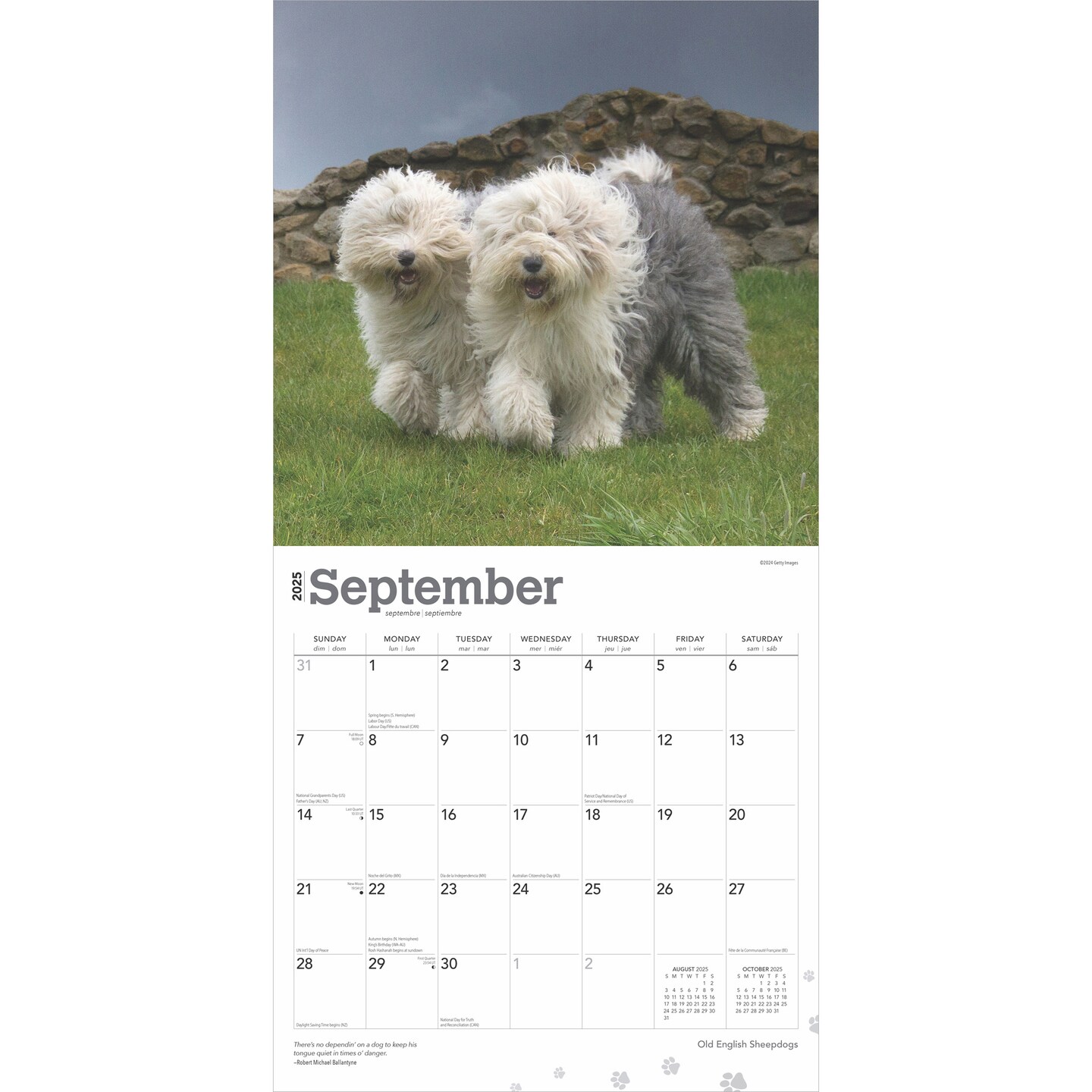 Old English Sheepdogs | 2025 12 x 24 Inch Monthly Square Wall Calendar | Plastic-Free | BrownTrout | Animals Dog Breeds
