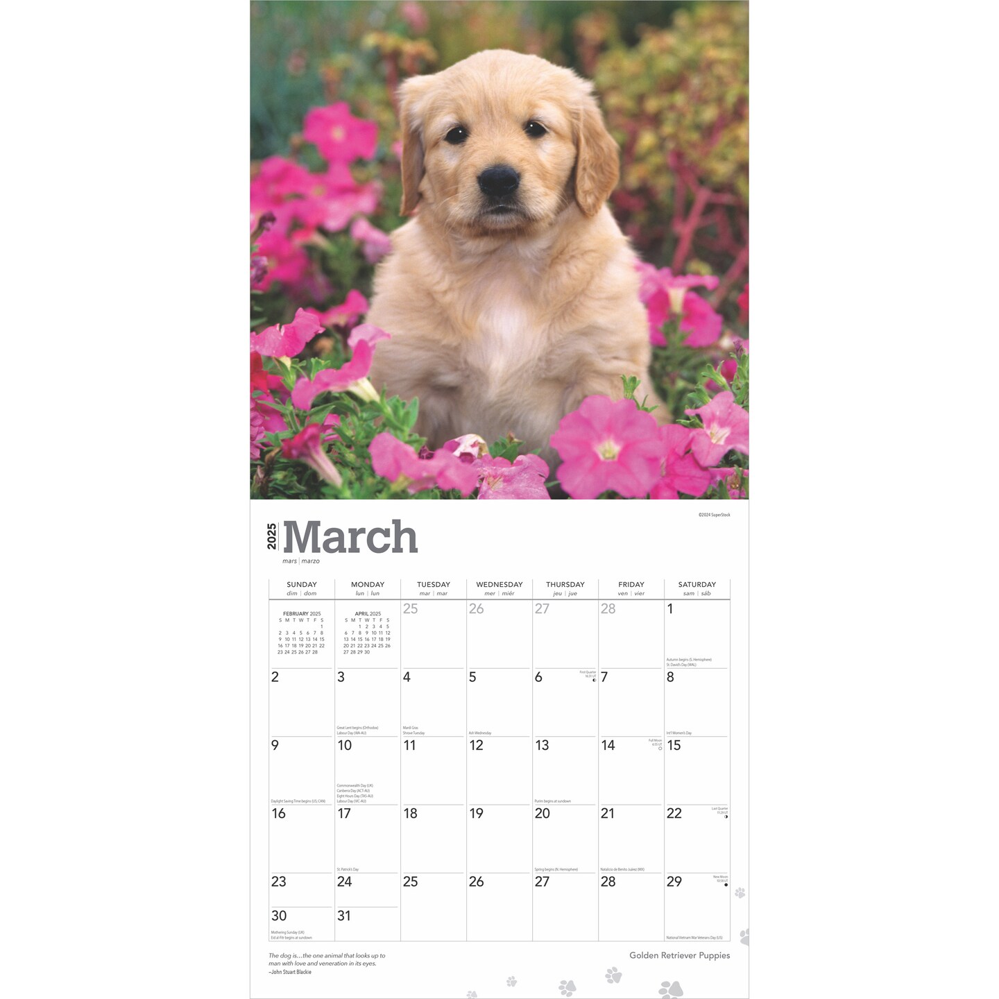 Golden Retriever Puppies | 2025 12 x 24 Inch Monthly Square Wall Calendar | Plastic-Free | BrownTrout | Animals Dog Breeds Puppy