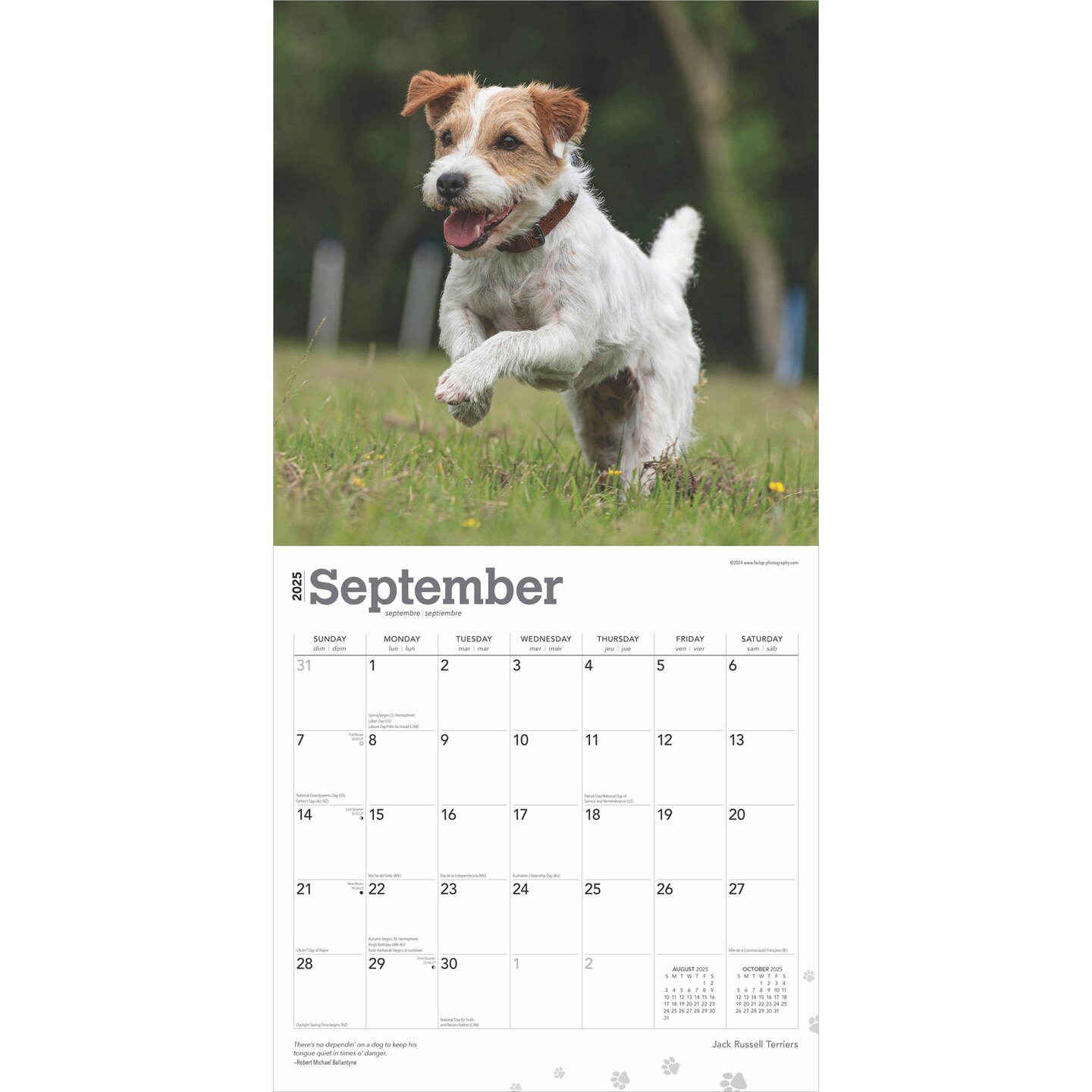 Jack Russell Terriers | 2025 12 x 24 Inch Monthly Square Wall Calendar | Plastic-Free | BrownTrout | Animals Dog Breeds