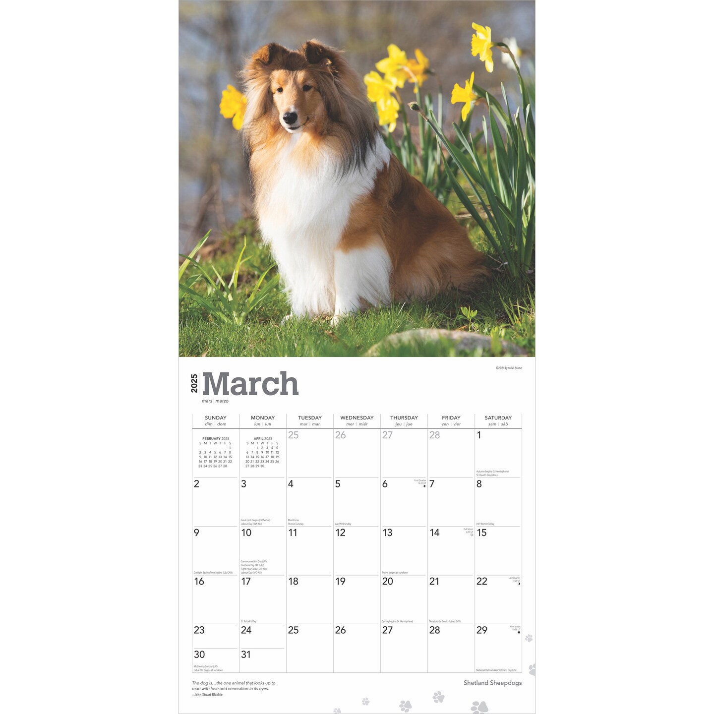 Shetland Sheepdogs | 2025 12 x 24 Inch Monthly Square Wall Calendar | Plastic-Free | BrownTrout | Animals Dog Breeds