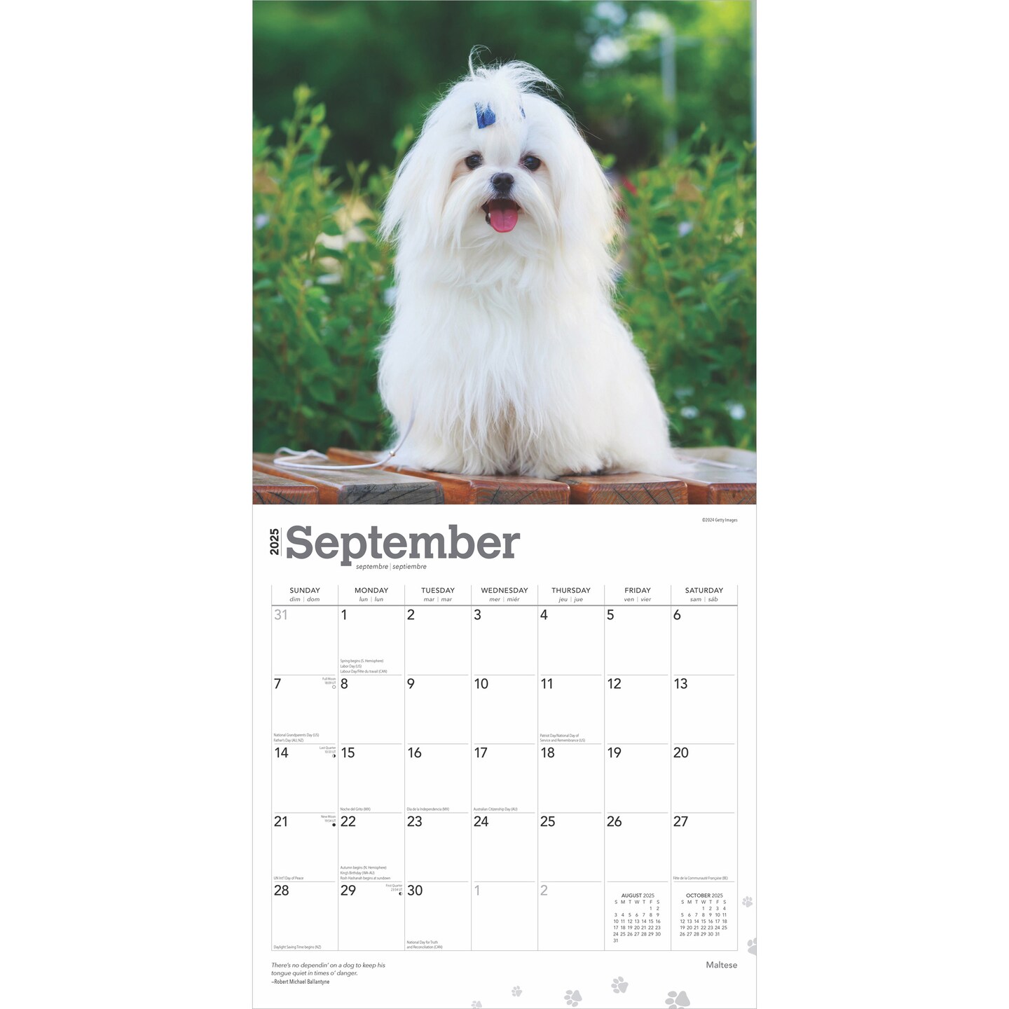 Maltese | 2025 12 x 24 Inch Monthly Square Wall Calendar | Plastic-Free | BrownTrout | Animals Small Dog Breeds