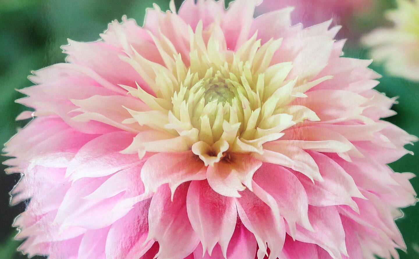 Pink Impact Dahlia - Dinnerplate Fimbriata Flower - #1 Size Root Clump