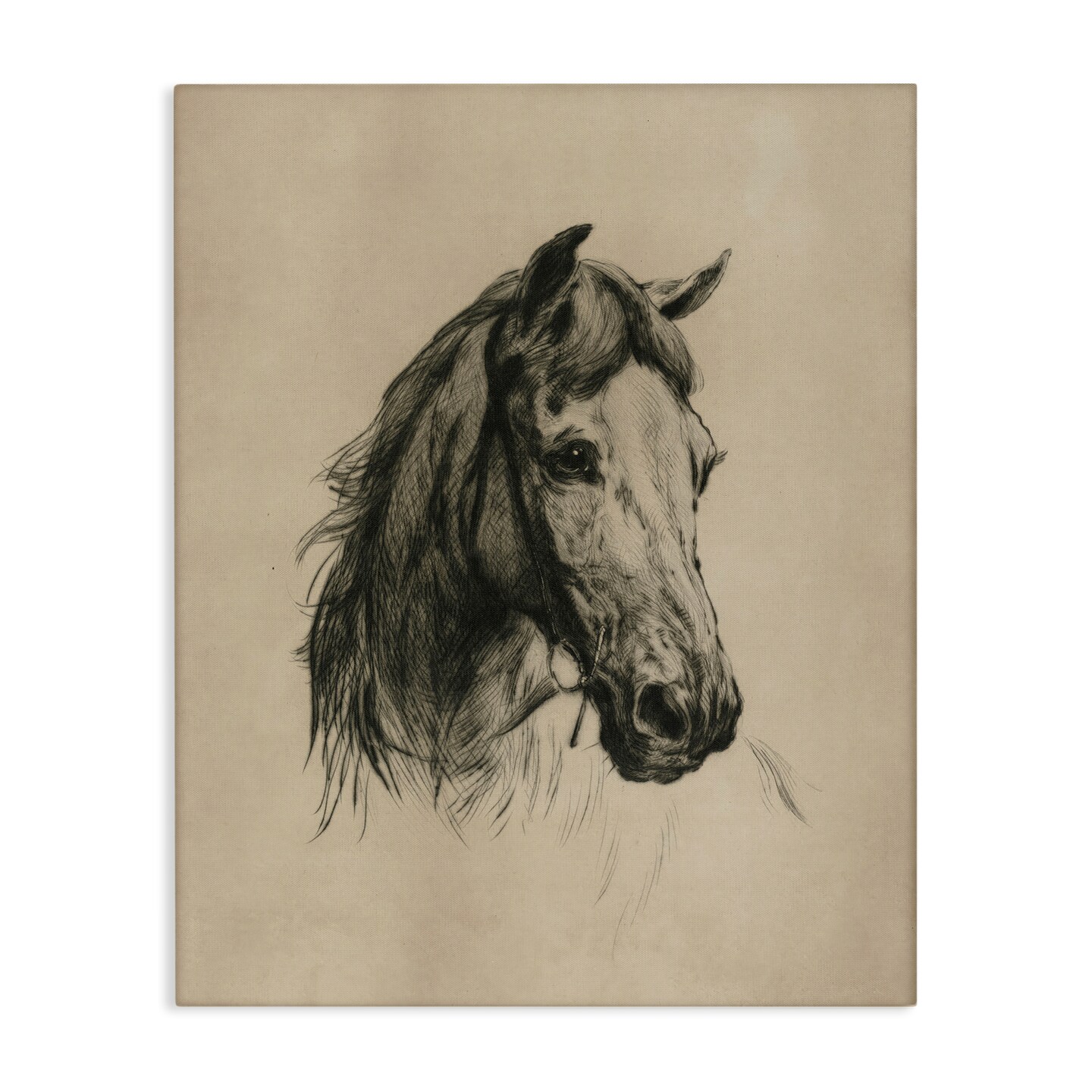 Stupell Industries Charcoal Horse Portrait Canvas By Arlington Prints