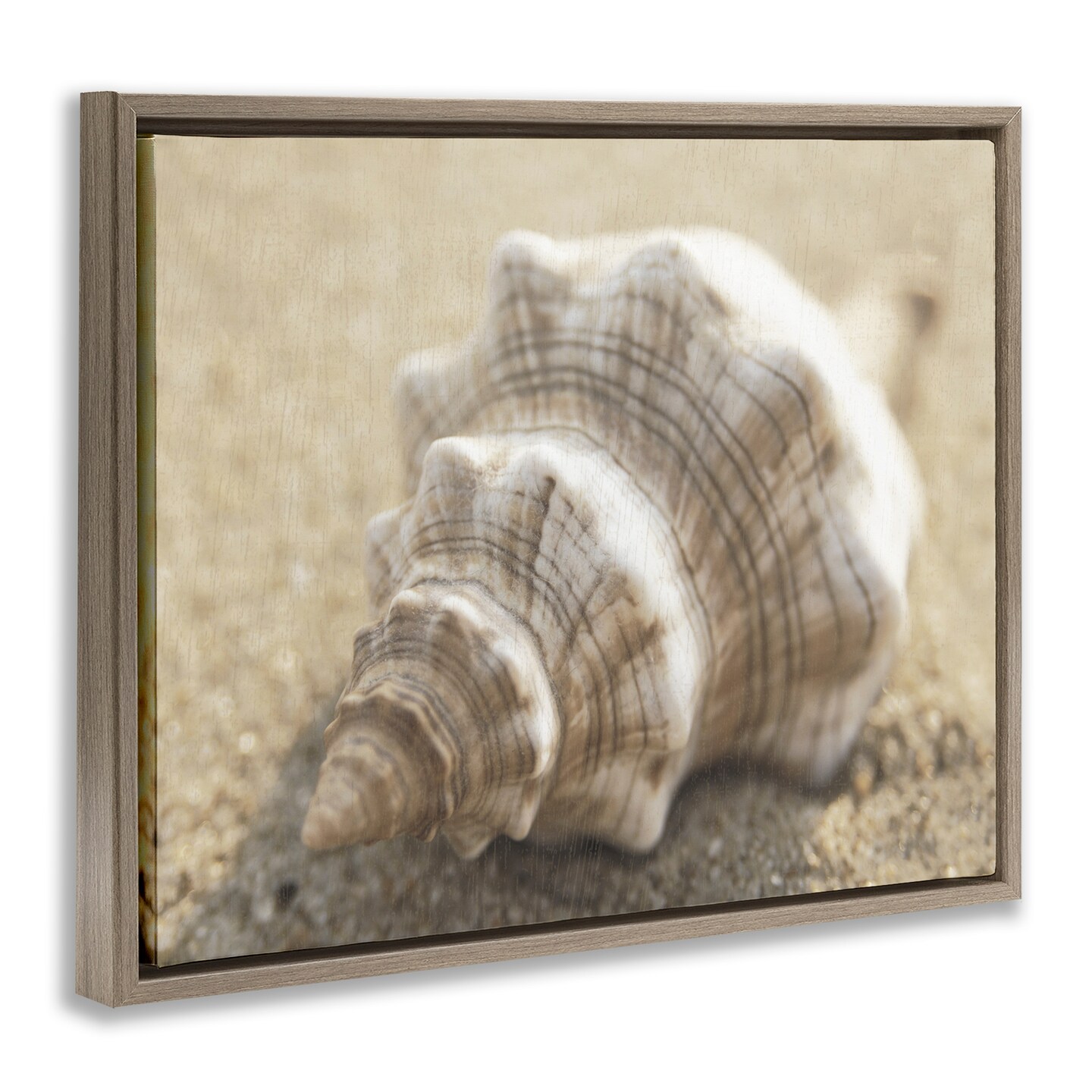 Stupell Industries Neutral Tone Conch Shell Floating Frame Design by Dora Rotondella
