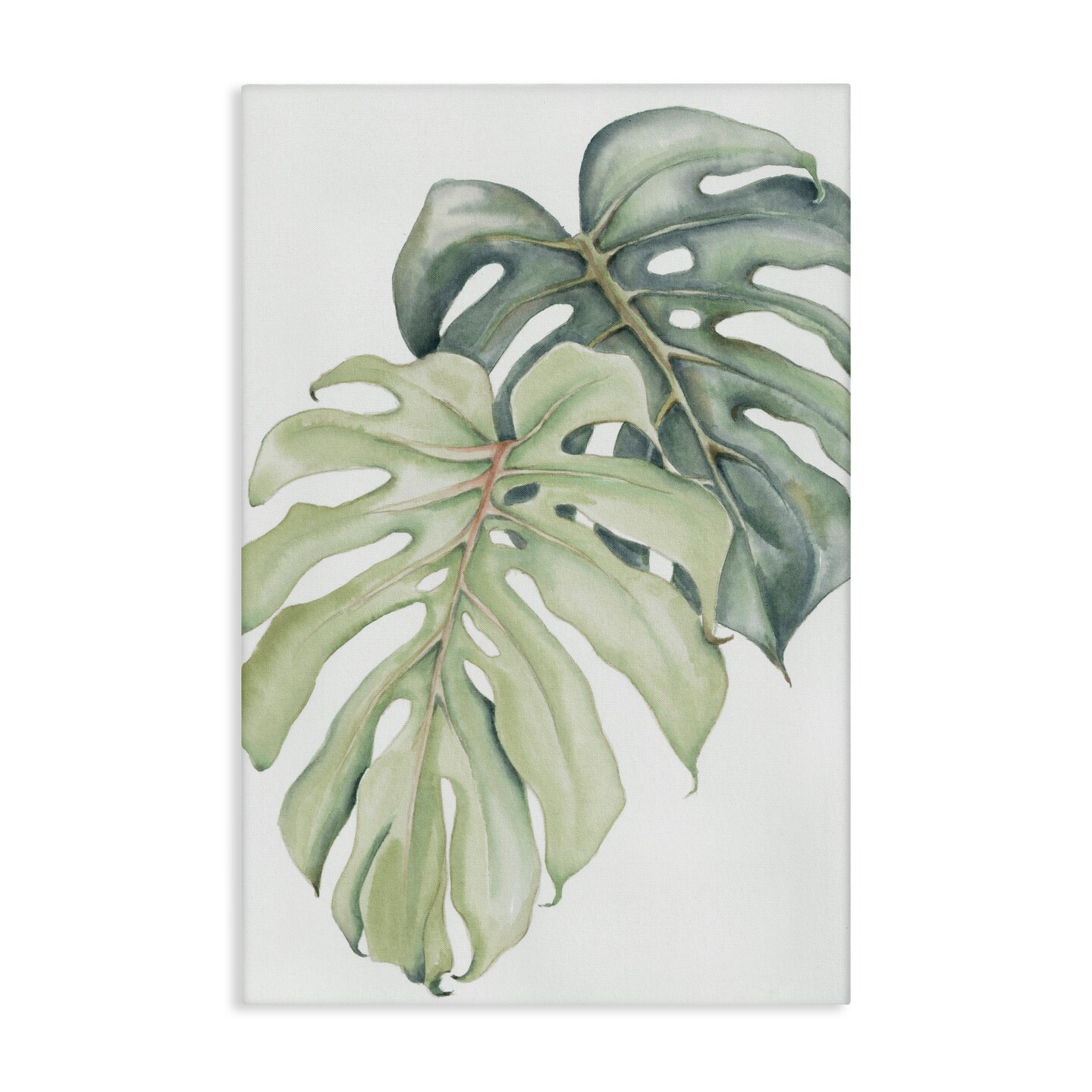 Stupell Industries Philodendron Monstera Leaves Canvas, design by Errico &  Slyp, Size: 45 x 30 | Michaels