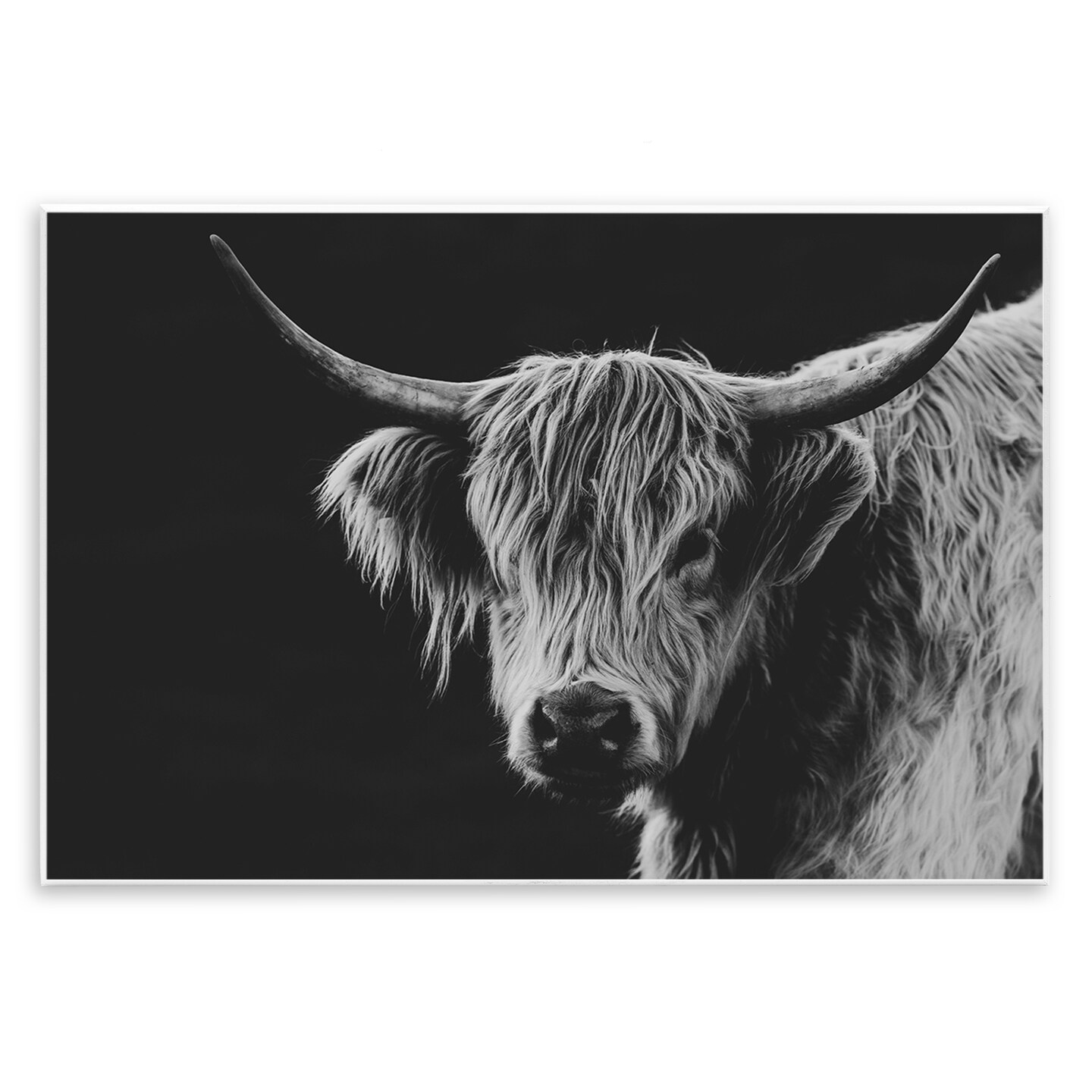 Stupell Industries Scottish Highland Cattle Wall Plaque, design by Crystal Lynn Collins
