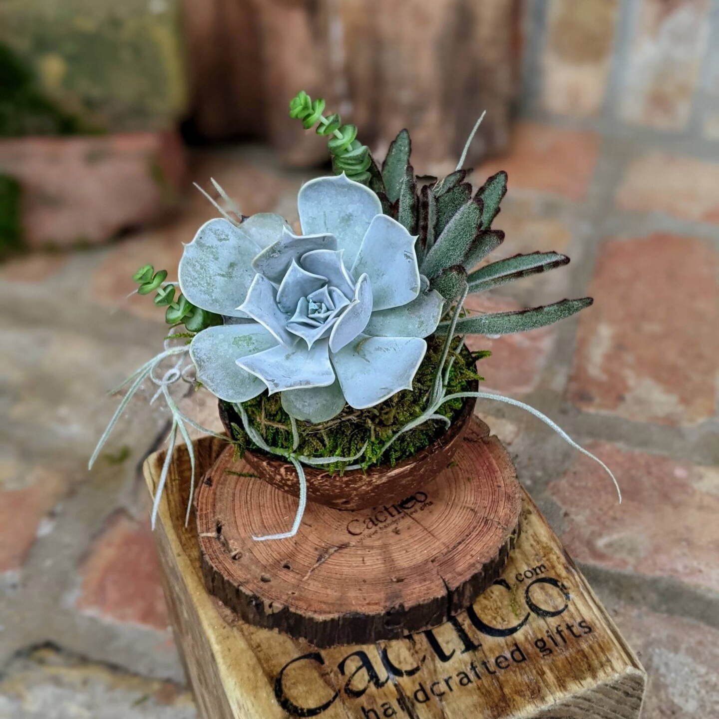 4-Plant Live Succulent Arrangement in a Coconut Shell | Unique Succulent  Gift | MakerPlace by Michaels