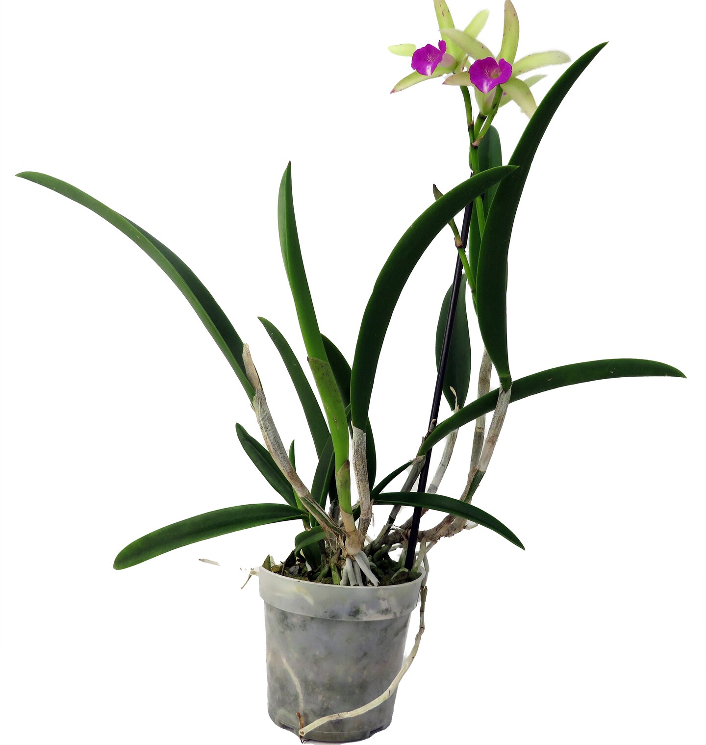 Surprise Brassavola Orchid - Brassavola Nodosa - Very Fragrant! 4" Pot