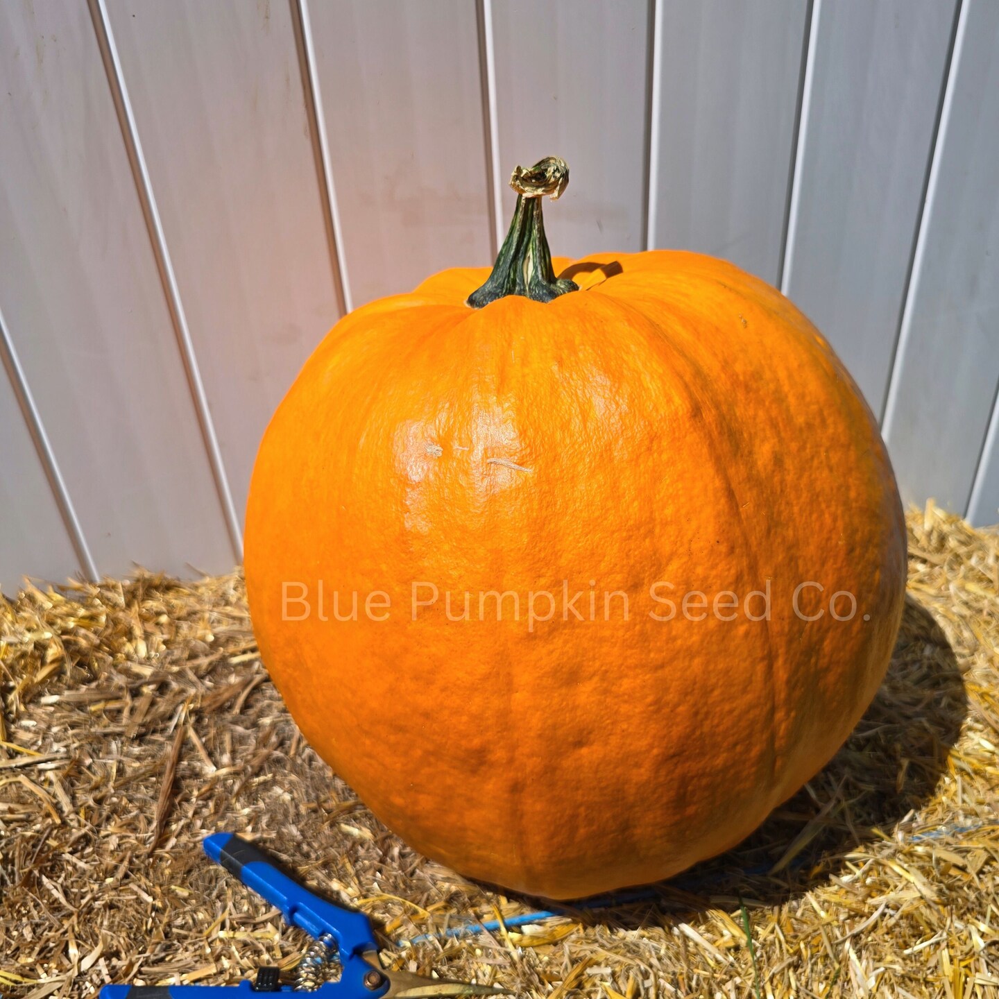 Dynasty F1 Pumpkin seeds - Grow large disease resistant Gumdrop shaped pumpkins perfect for carving! - image9