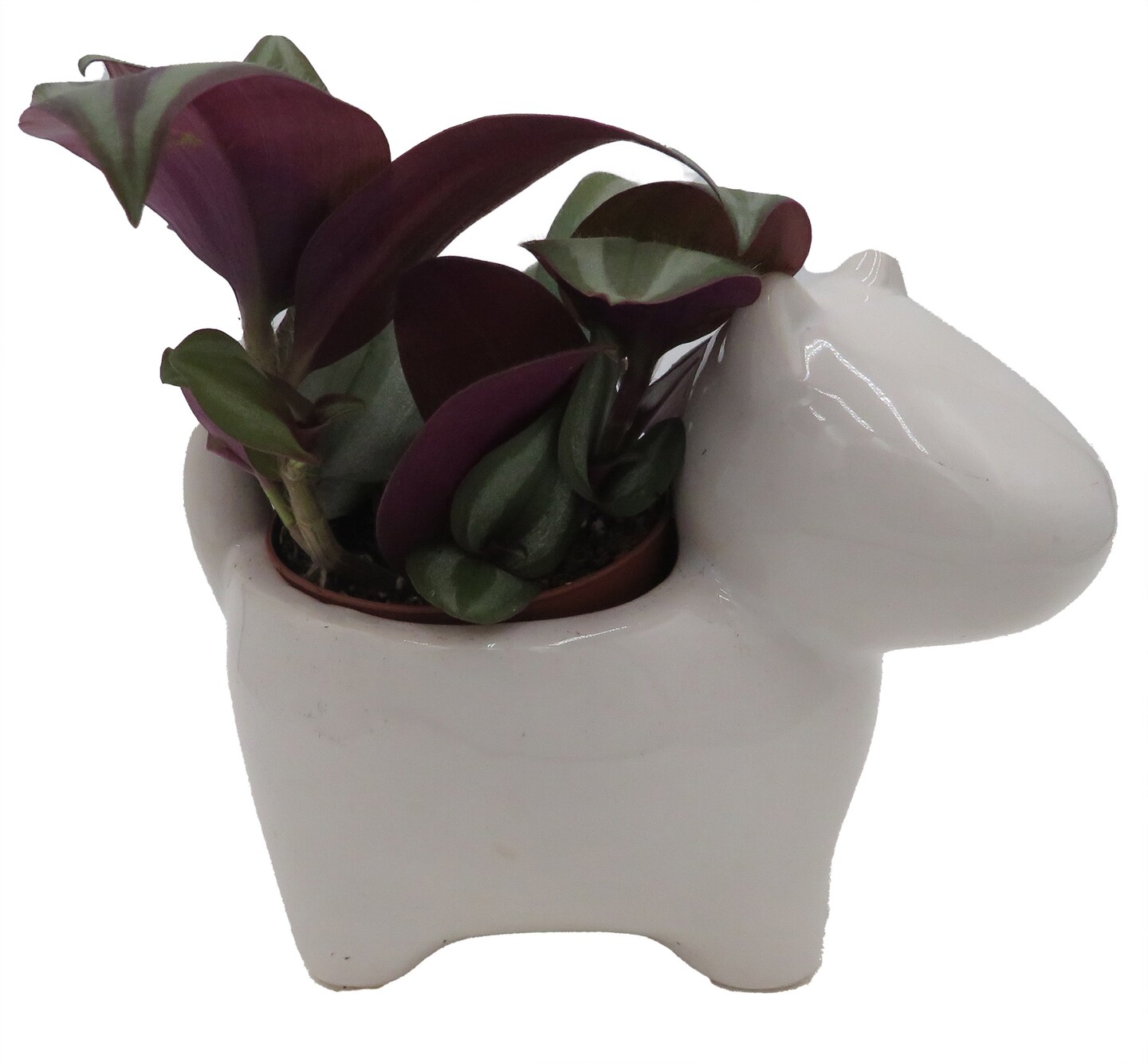 Dog Ceramic Planter with Surprise Terrarium Plant -3&#x22; Pot