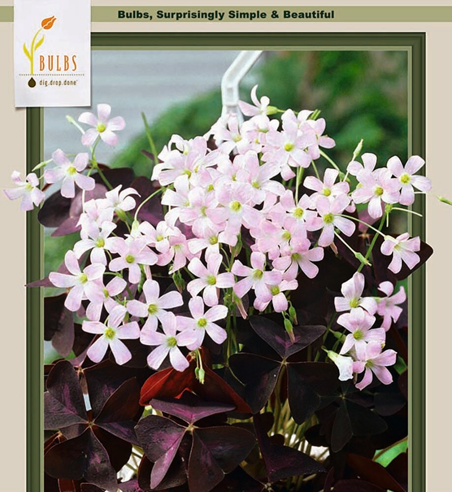 Purple Rain Shamrock - The Love Plant - Edible - Oxalis triangularis - 5 Bulbs