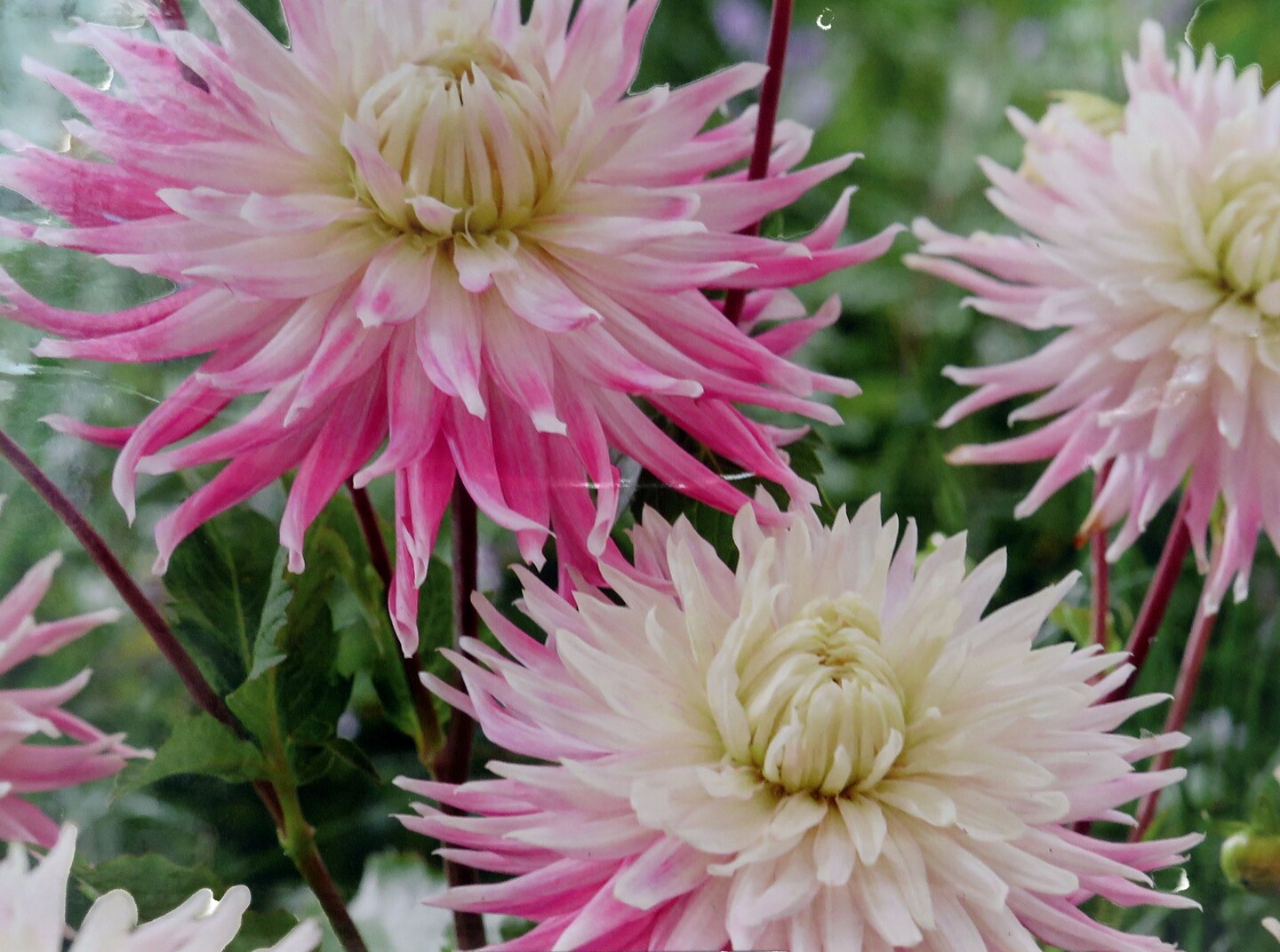 Kiev Dahlia - Dinner Plate Dahlia - 2 bulbs