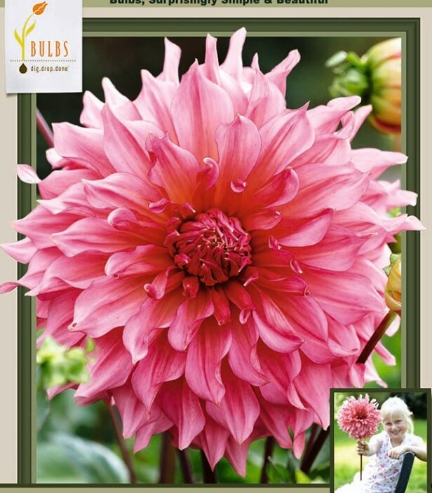 Islander Dinnerplate Dahlia - 2 Root Clumps