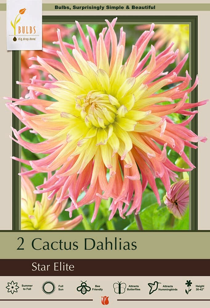 Star Elite Cactus Dahlia - 2 Root Clumps