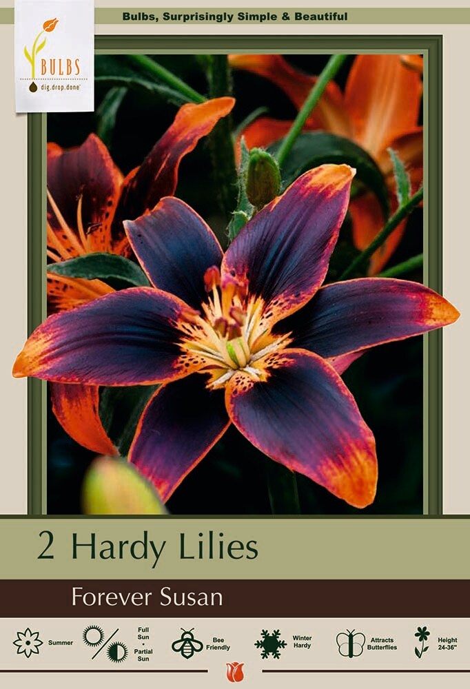 Forever Susan Asiatic Lily 2 Bulbs 14/16 cm - Orange &#x26; Plum