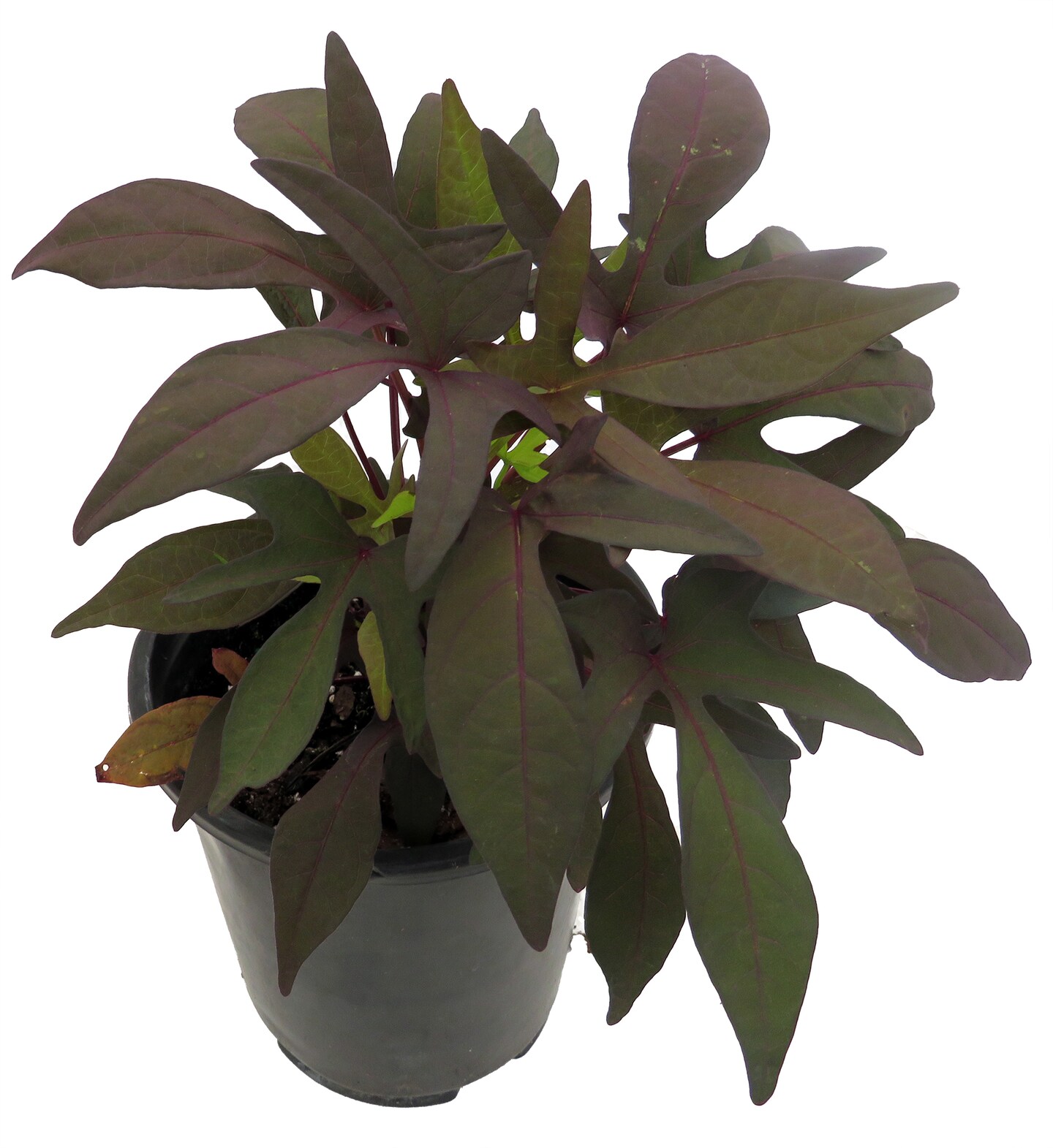 Blackie Sweet Potato Vine - Ipomoea - 6&#x22; Pot - Ornamental