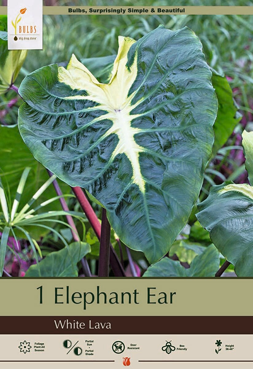 White Lava Elephant Ear 1 Bulb 9/11"- Colocasia - Cream Markings