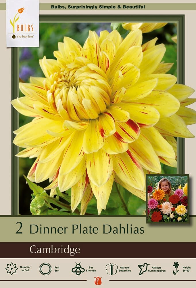 Cambridge Dinnerplate Dahlia - 2 Bulb Clumps - Bright Yellow