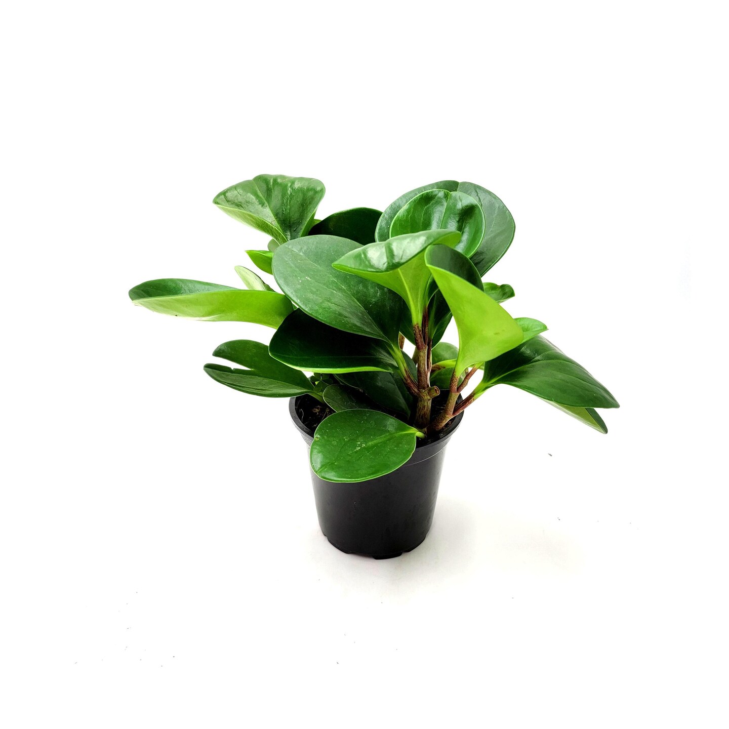 where can i purchase a money tree Money Tree (Pachira aquatica)