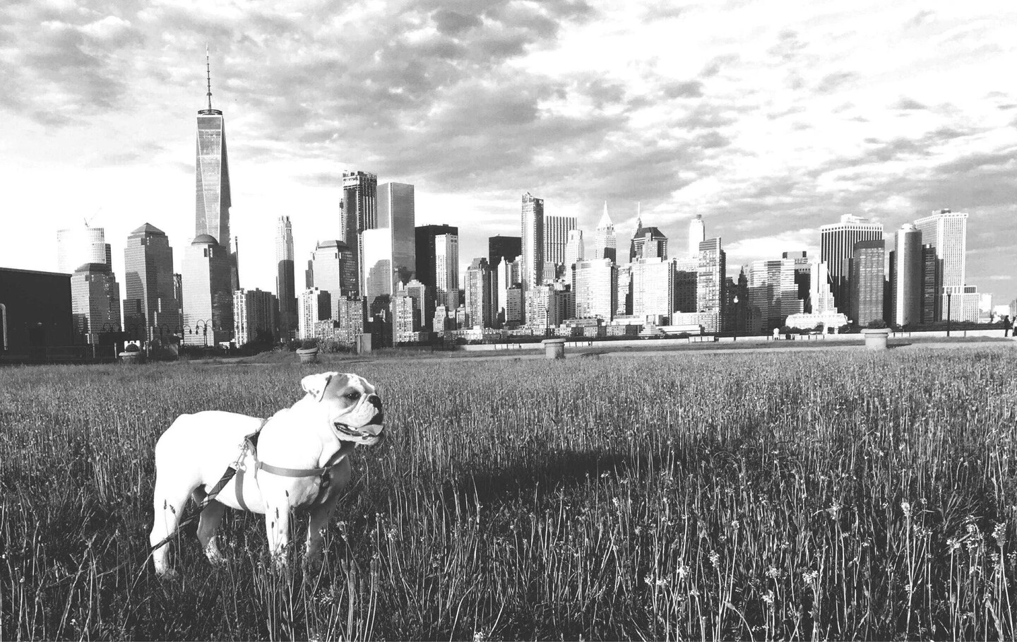 English bulldog framed art Black and white NYC skyline