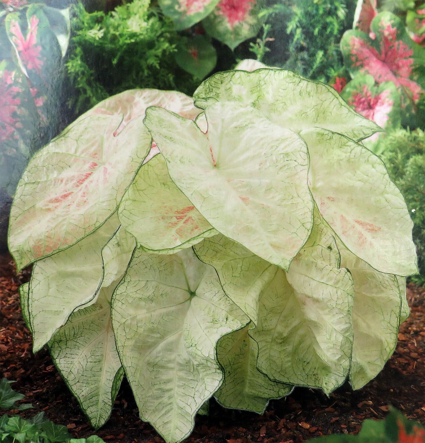 June Bride Caladium - 3 Bulbs - Fancy leaf