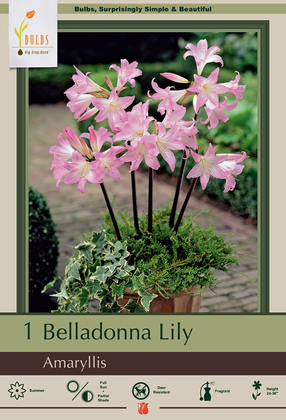 Rosy Pink Belladonna Lily - Amaryllis - Jersey Lily - 24/26 cm Bulb