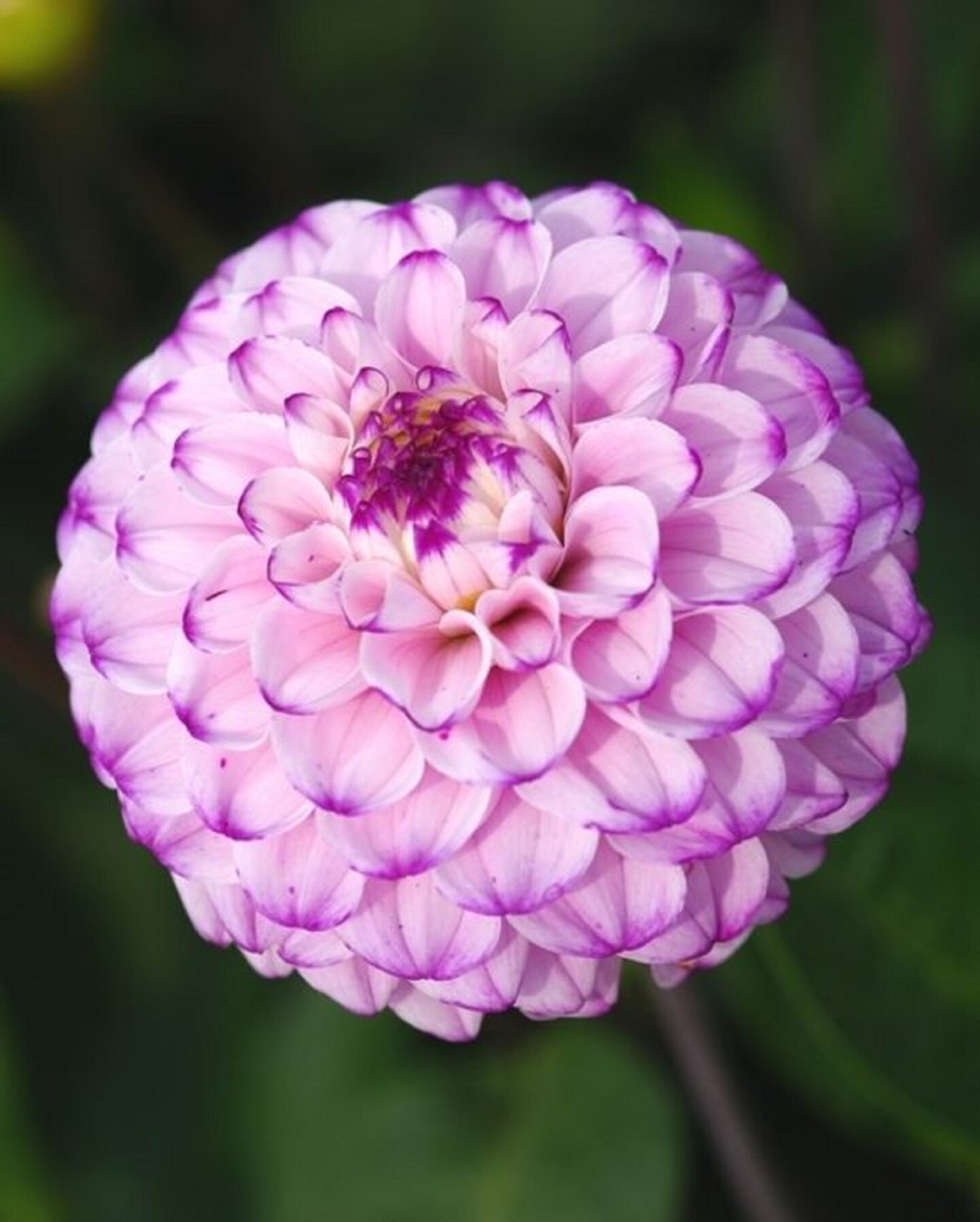 Genova Ball Flowering Dahlia - 2 Root Clumps - Purple &#x26; Maroon