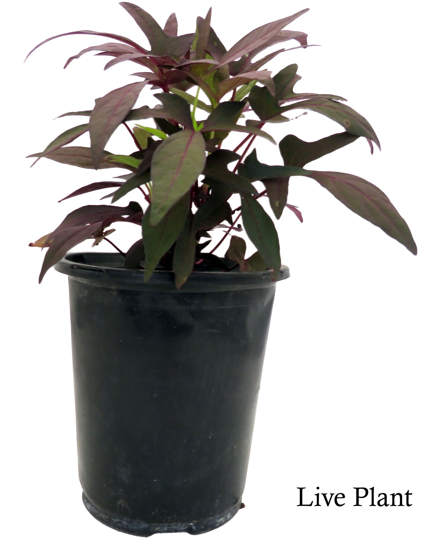 Blackie Sweet Potato Vine - Ipomoea - 6&#x22; Pot - Ornamental