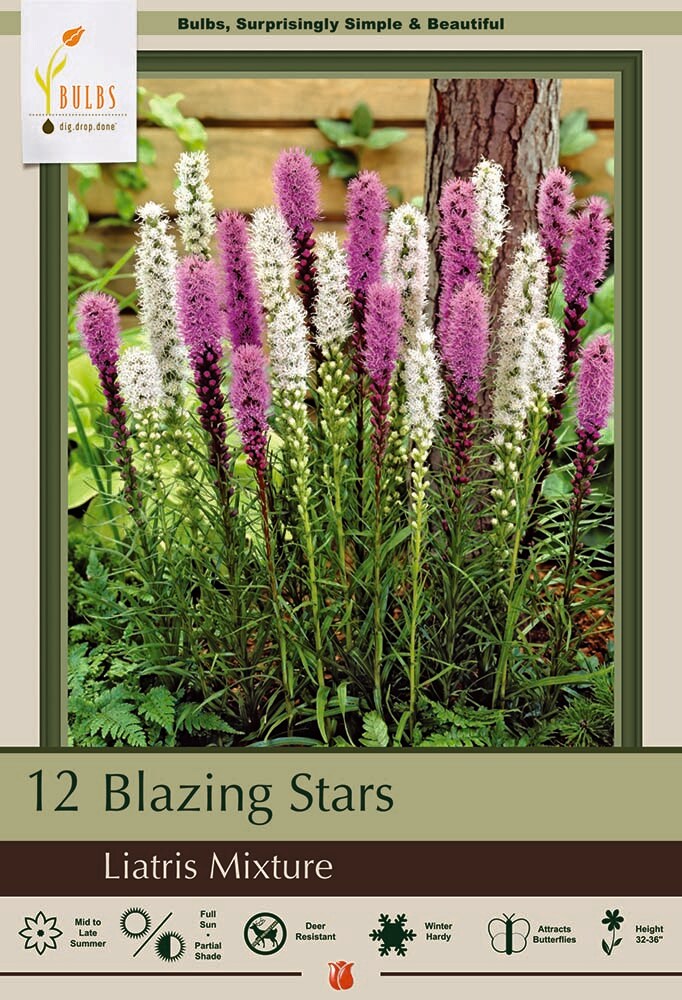 Gay Feather Mixture - Lavender &#x26; White - Liatris spicata - 10 Bulbs 10/12cm