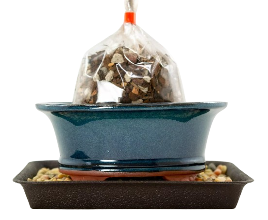 6.25&#x22; Oval Green Stain Bonsai / Succulent Pot + Soil + Tray + Rock + Mesh Kit