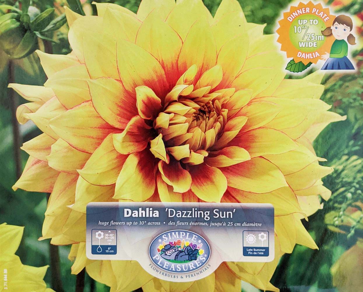Dazzling Sun Decorative Dinnerplate Dahlia - 2 Root Clumps