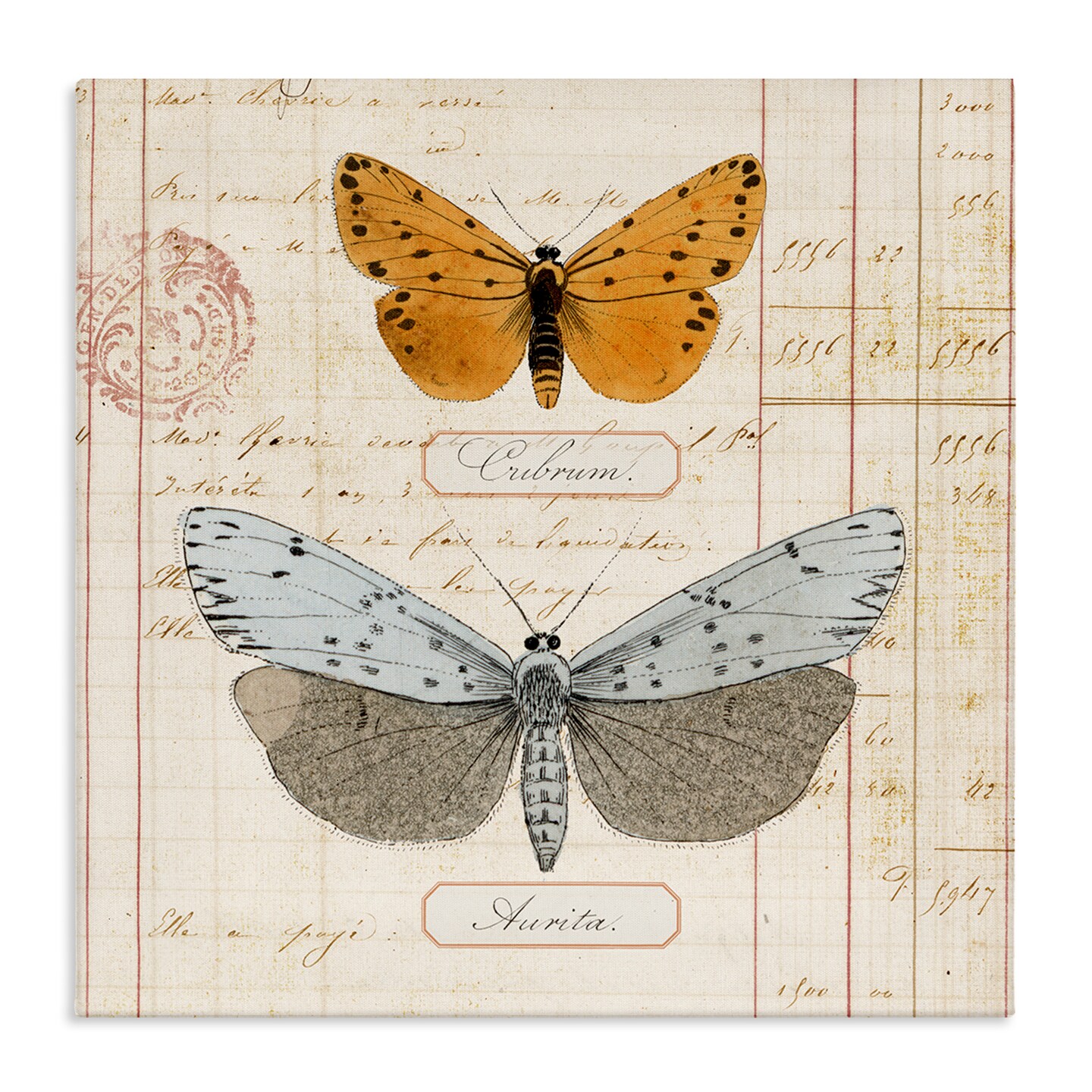 Stupell Industries Vintage Butterfly Specimen Canvas Wall Art Design by Susan Arnot