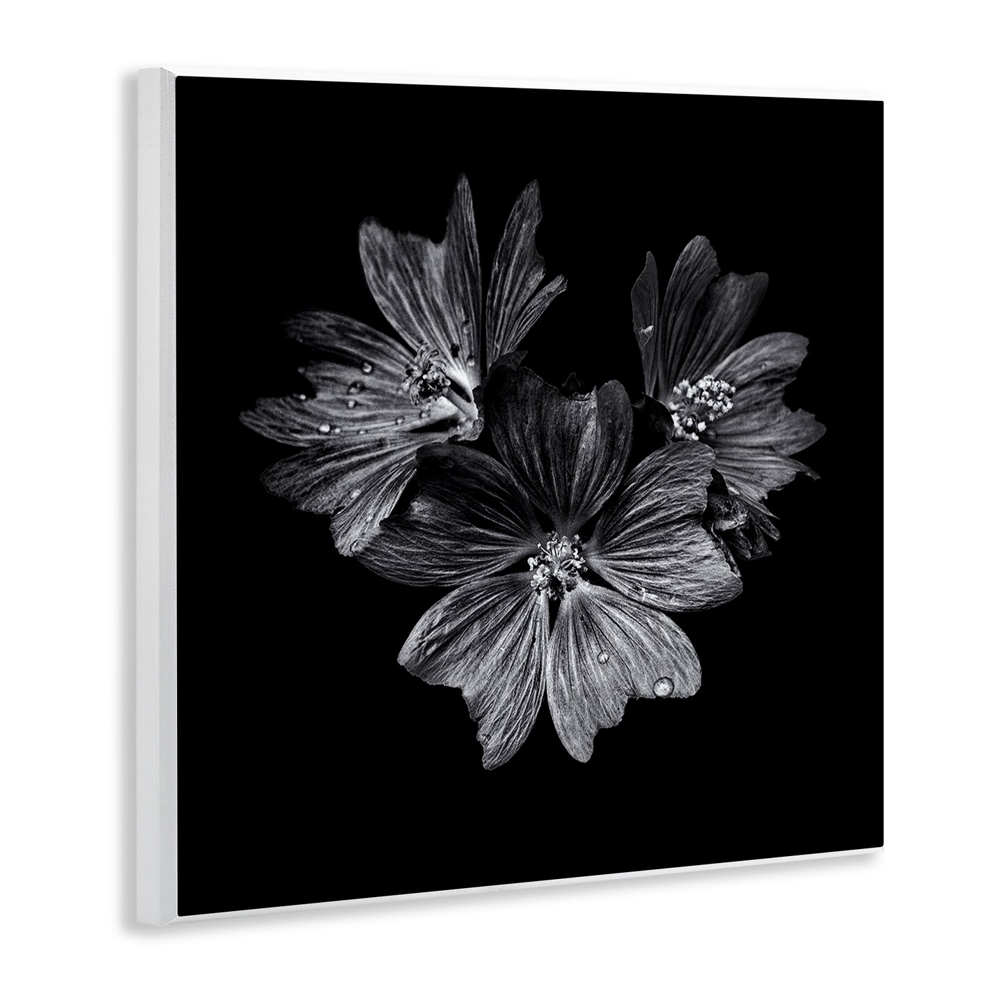 Stupell Industries Blossom Trio on Black Wall Plaque Art Design by Brian Carson