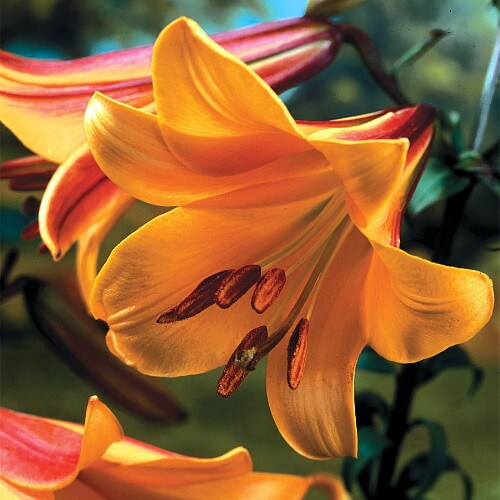 African Queen Trumpet Lily 2 Bulbs 16/18cm Bulbs- Yellow/Orange/Brown