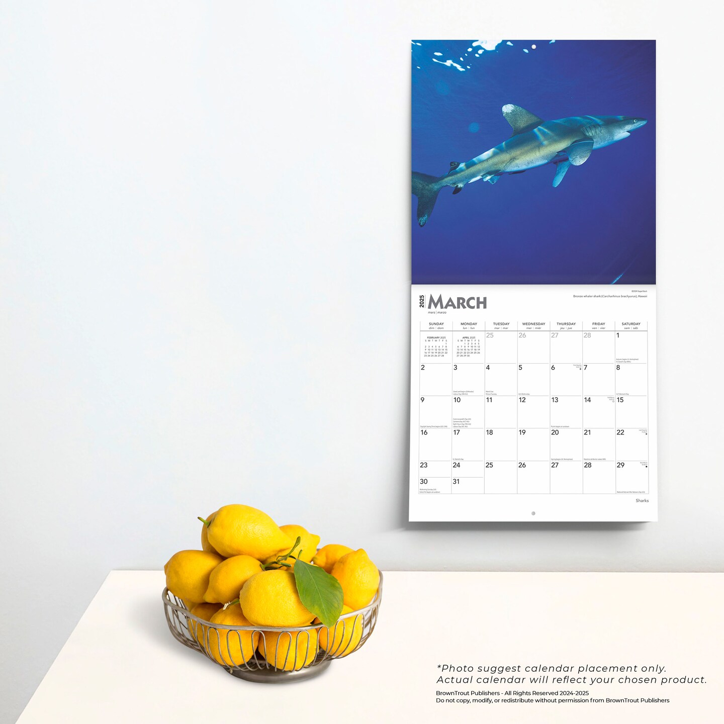 Sharks | 2025 12 x 24 Inch Monthly Square Wall Calendar | Plastic-Free | BrownTrout | Wildlife Marine Animals Fish