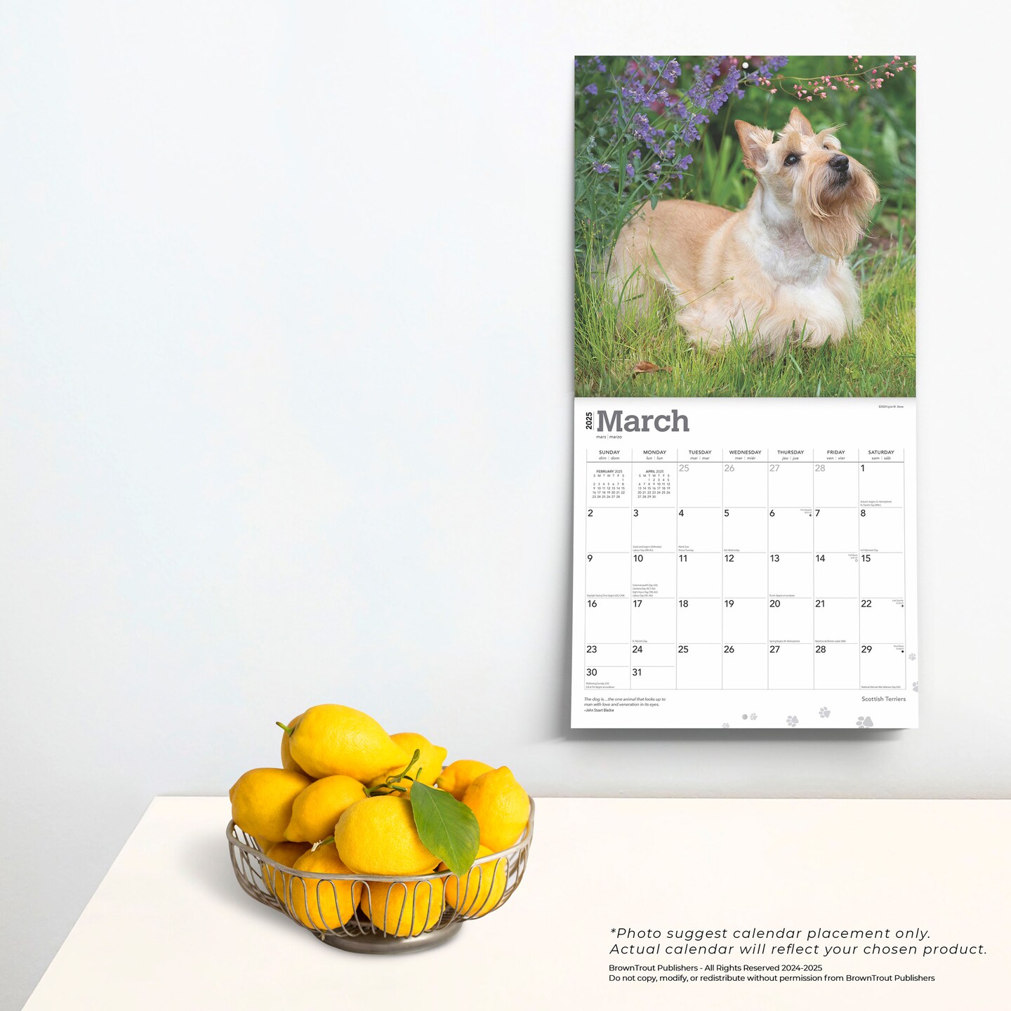 Scottish Terriers | 2025 12 x 24 Inch Monthly Square Wall Calendar | Plastic-Free | BrownTrout | Animals Small Scottie