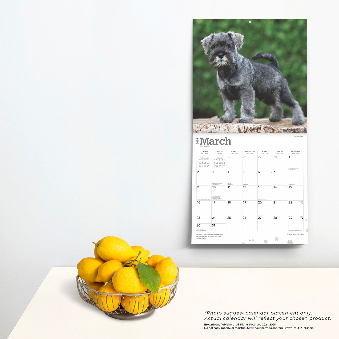 Schnauzer Puppies | 2025 12 x 24 Inch Monthly Square Wall Calendar | Plastic-Free | BrownTrout | Animals Dog Breeds Puppy