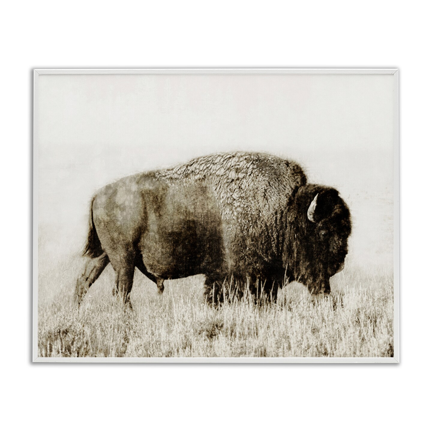 Stupell Industries Bison Grazing in Field Framed Giclee Wall Art Design by Dan Meneely