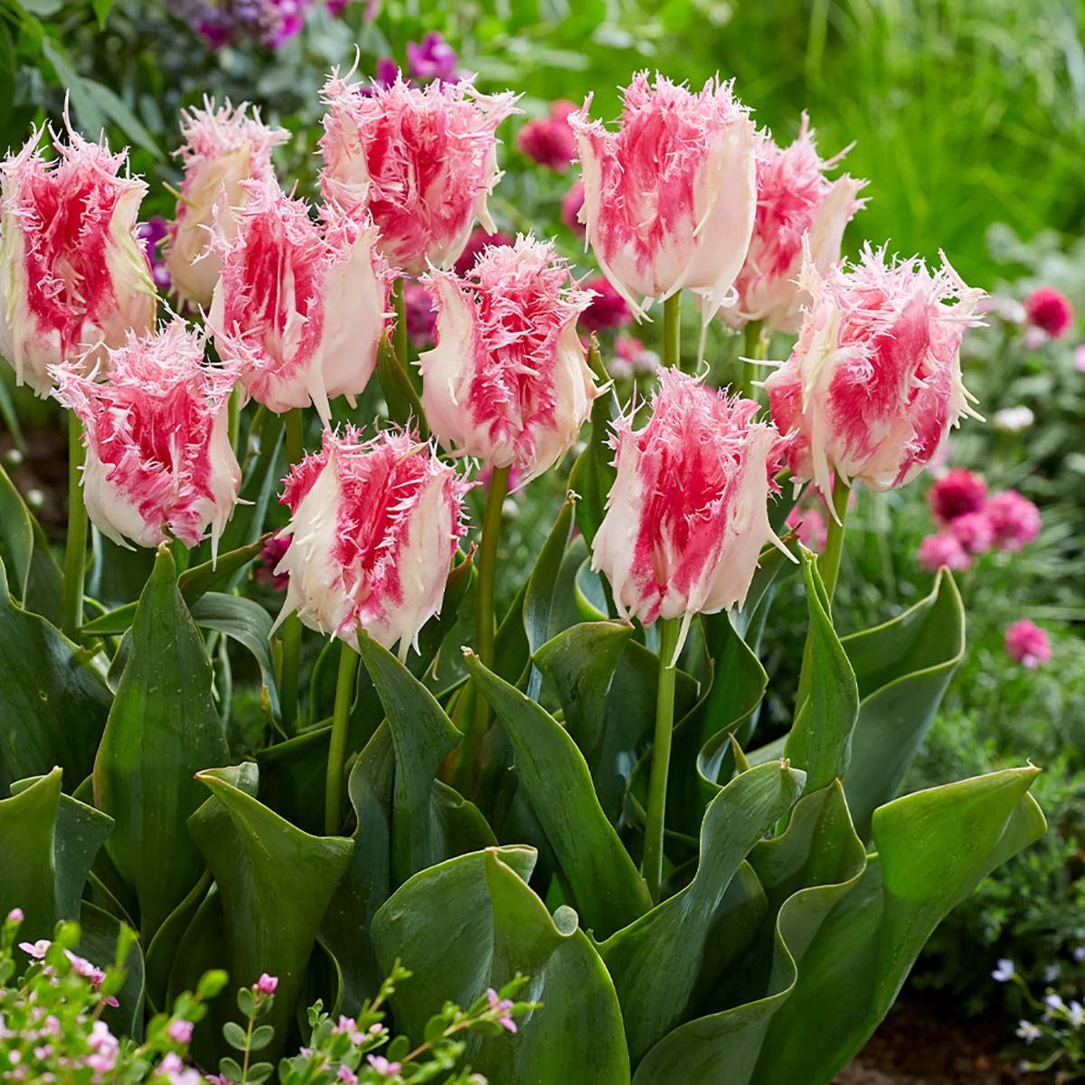 Drakensteyn Fringed Tulip 8 Bulbs - White/Baby Pink - NEW - 12/+ cm Bulbs