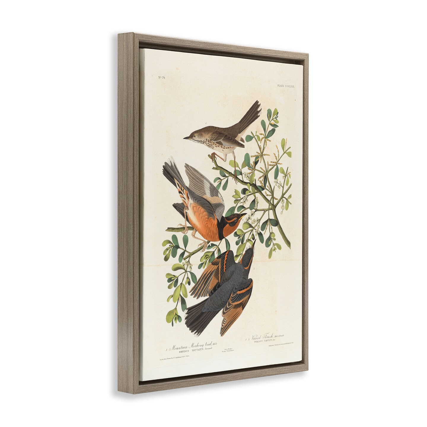 Stupell Industries Classic Audubon Bird Study Framed Floater Canvas Wall Art Design by one1000paintings