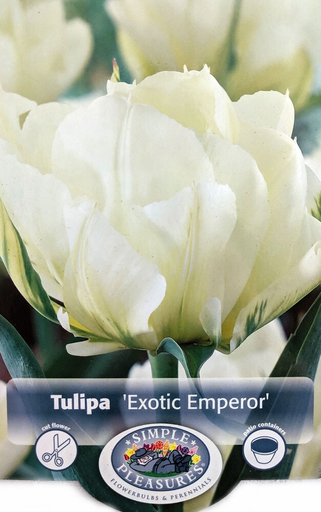Exotic Emperor Fosteriana 10 Tulip Bulbs - 12/+ cm bulb