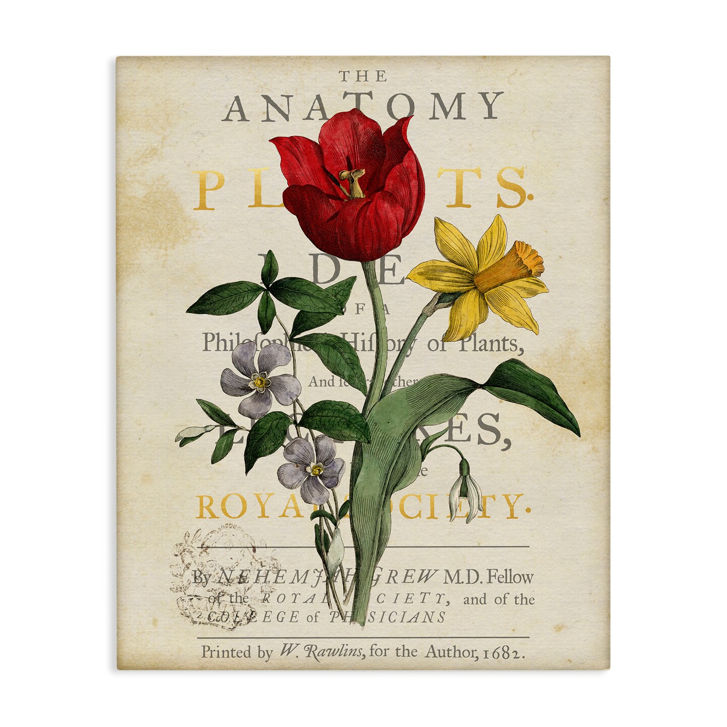 Stupell Industries Antique Anatomy of Plants Canvas By Susan Arnot