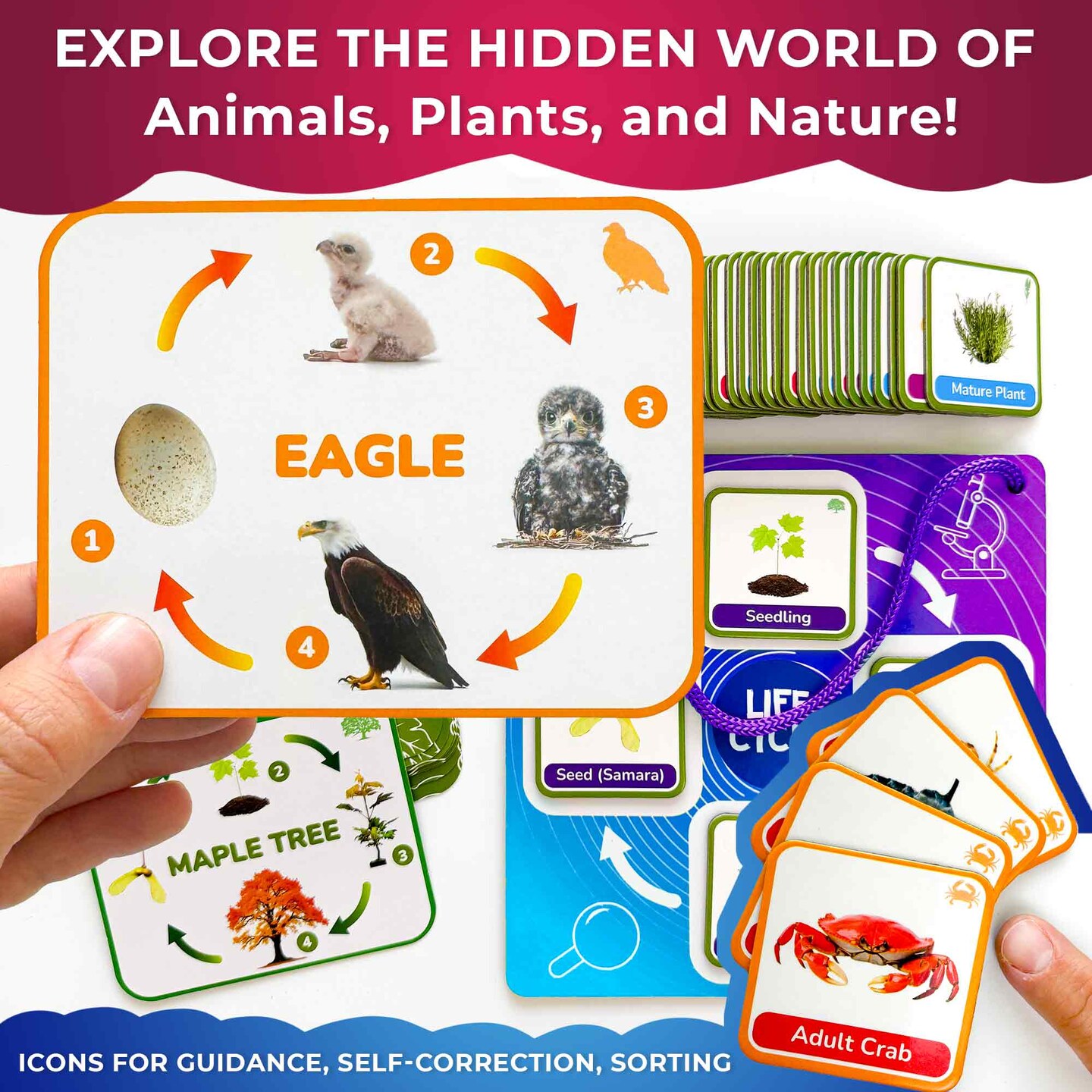 QUOKKA Life CycleToys for Kids - 30 Flashcards Toddler Science Kit Ages 2-4