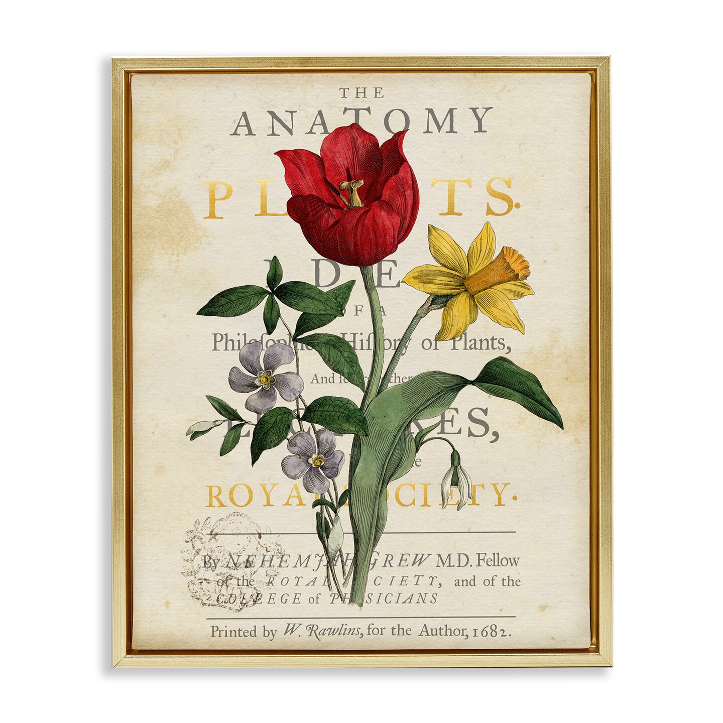 Stupell Industries Antique Anatomy of Plants Floating Frame By Susan Arnot