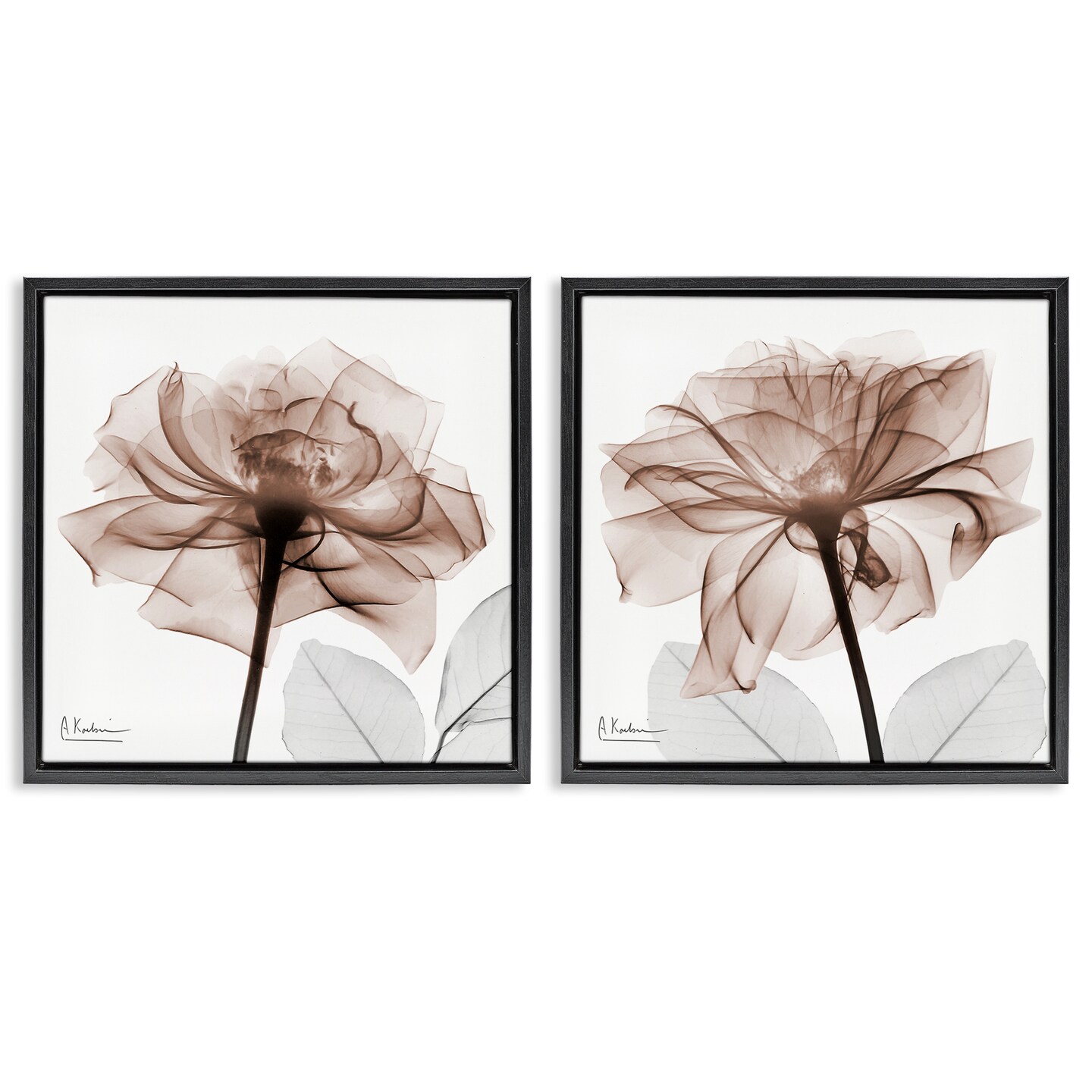 Stupell Industries Translucent Rose Blossoms 2pc Floating Frame Set By Albert Koetsier
