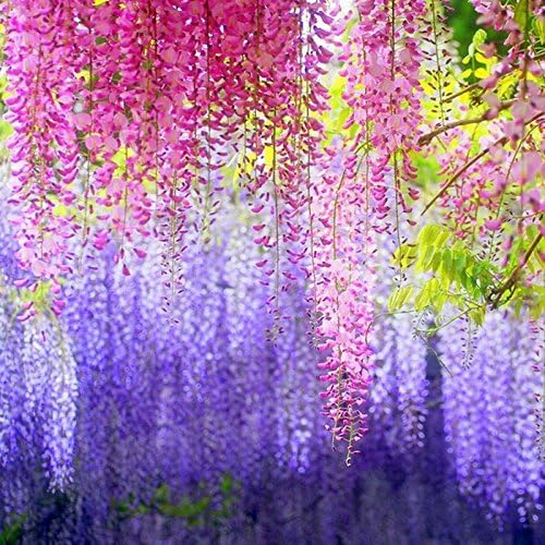 12 Pack 1 Piece 3.6 Feet Artificial Fake Wisteria Vine Ratta Hanging Garland Silk Flowers String Home Party Wedding Decor (Pink)