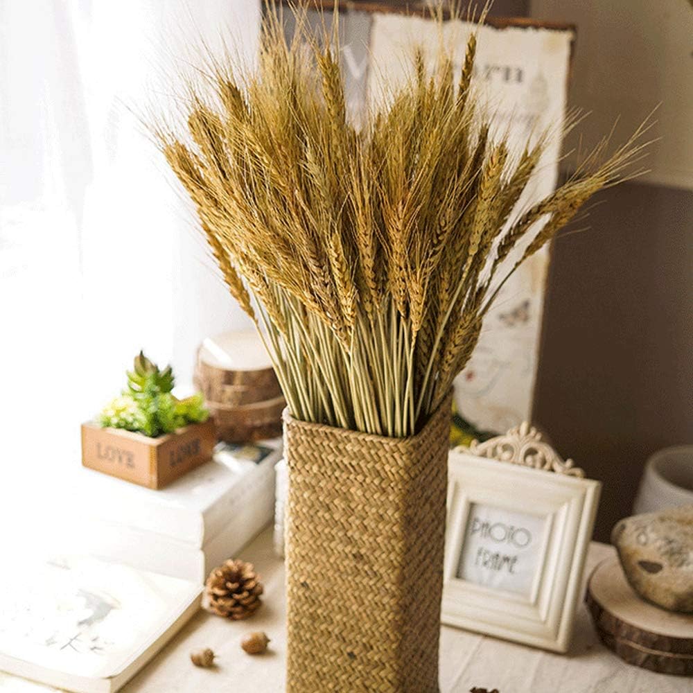 100 Stems Dried Wheat Stalks – 17.7 Inches, 100% Natural for Home, Kitchen, Office, Wedding, Farmhouse, Boho, Christmas, Fall, and Party Décor