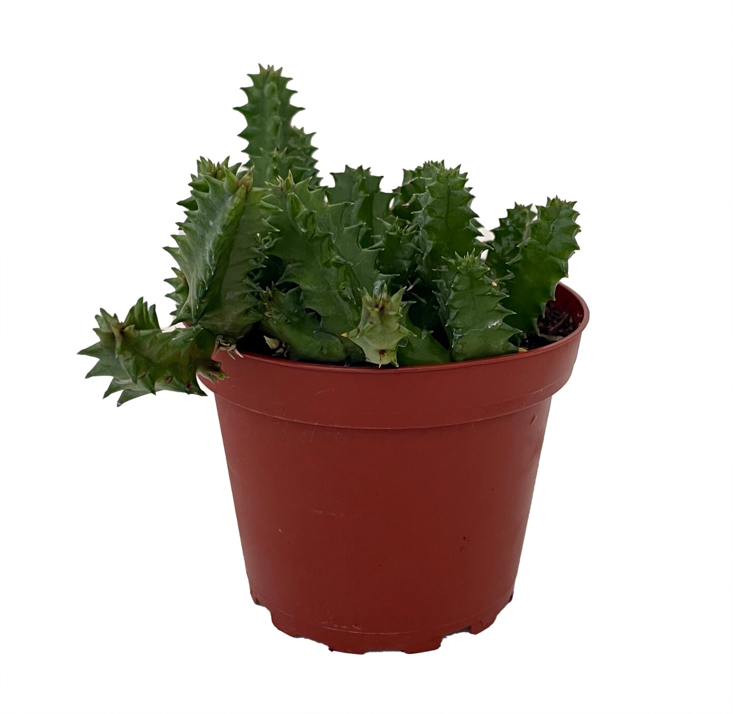 Lifesaver Cactus Plant - Huernia zebrina - Exotic Flower - 4&#x22; Pot
