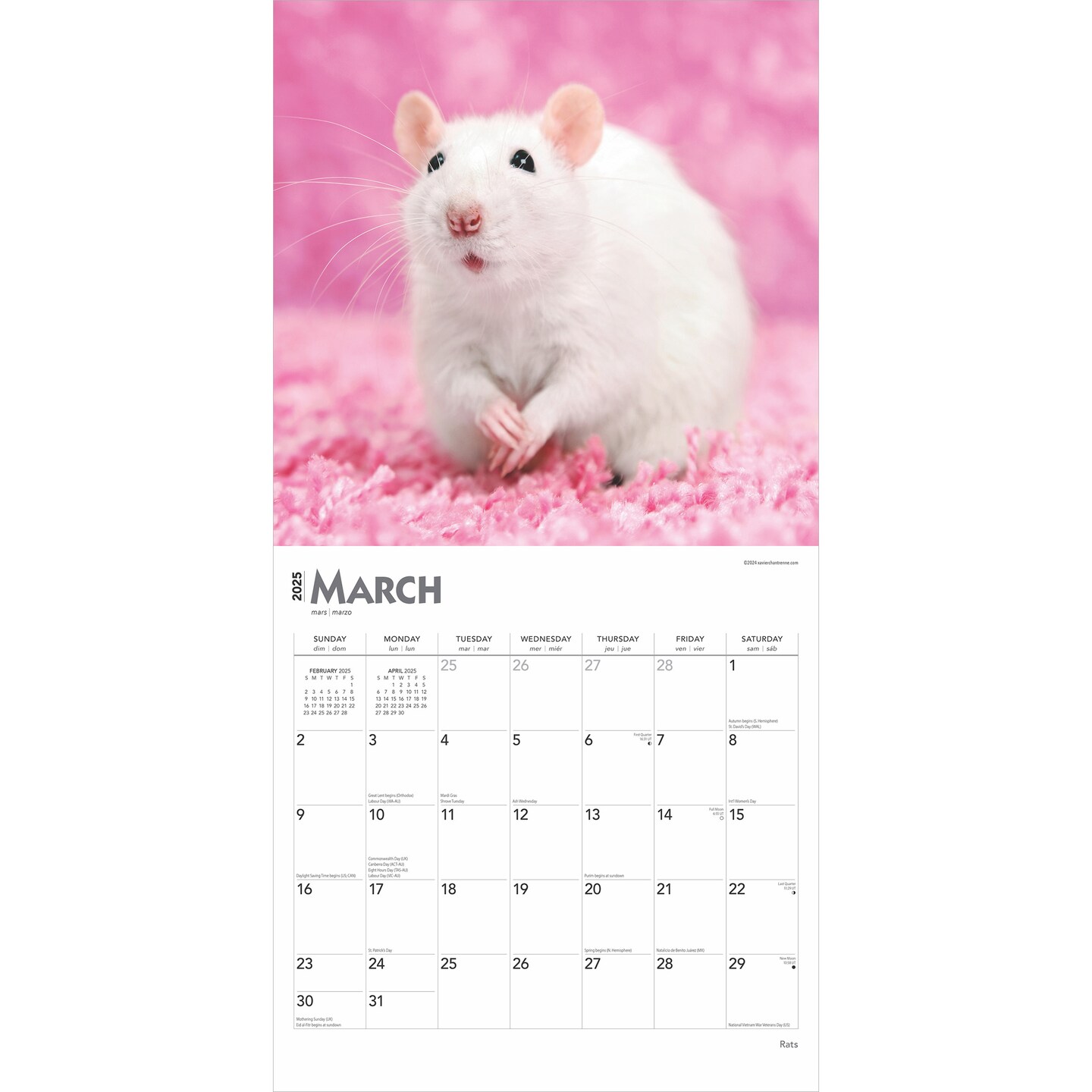 Rats | 2025 12 x 24 Inch Monthly Square Wall Calendar | Plastic-Free | BrownTrout | Domestic Animals Mouse
